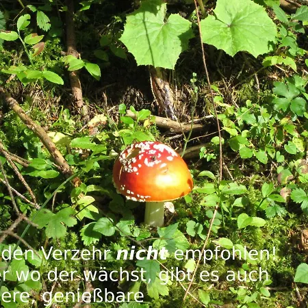 14 Edelweiss