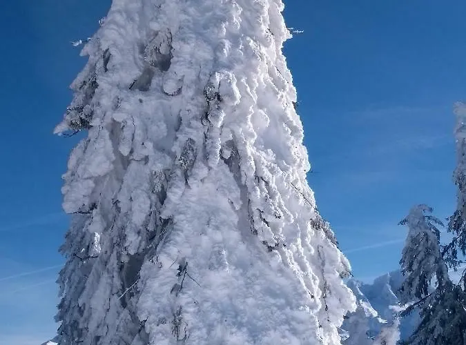 14 Edelweiss Appartement *